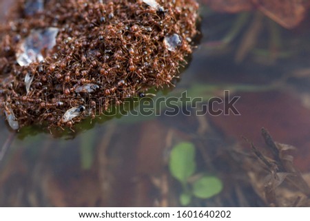 Fire Ants Floating in Flood Water