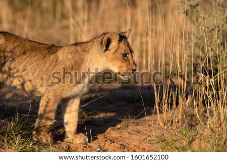 African lion (Panthera leo) - Cub, Kgalagadi Transfrontier Park, Kalahari desert, South Africa/Botswana.