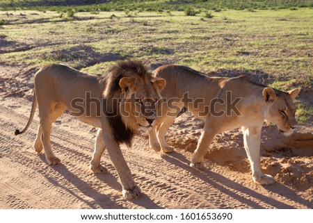 African lion (Panthera leo) - Male and female, in the gravel road, Kgalagadi Transfrontier Park, Kalahari desert, South Africa/Botswana.
