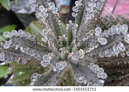 Beautiful View of Mother of thousands Alligator Plant  