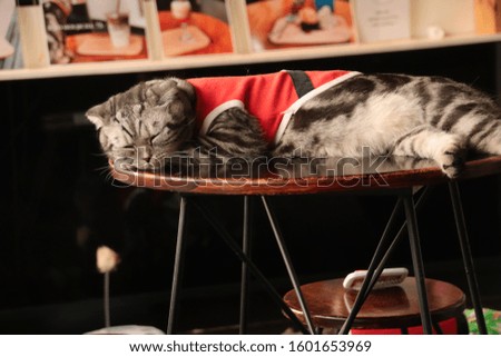 Sleeping Scottish fold cat in Santa Claus costume in celebration of Christmas and New Year Holiday Season