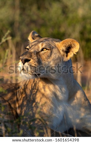 African lion (Panthera leo) - female, Kgalagadi Transfrontier Park, Kalahari desert, South Africa/Botswana.