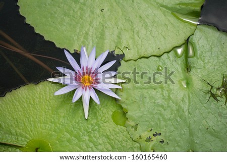 Blue water lily, lotus 