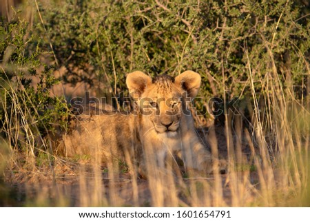 African lion (Panthera leo) - Cub,  in the bush, Kgalagadi Transfrontier Park, Kalahari desert, South Africa/Botswana.