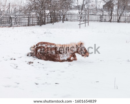 a horse plays in the snow