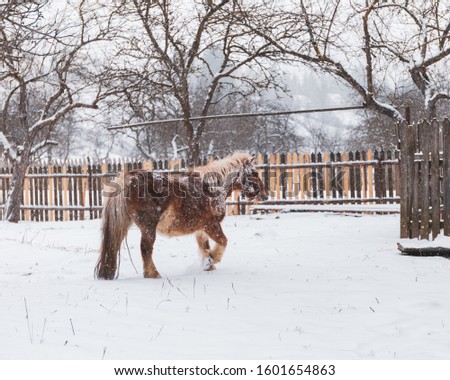 a horse plays in the snow