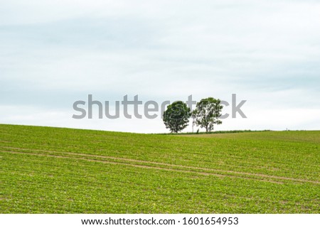 Wide scenic nature landscape view of Parents and Child Trees the famous place to traveling to Biei town at Hokkaido, Japan.