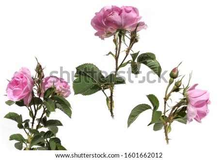 Damask rose petals for rose tea on white background (Rosa damascena)