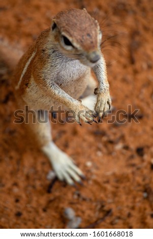 Ground Squirrel (Xerus inauris), Kgalagadi Transfrontier Park, Kalahari desert, South Africa/Botswana.