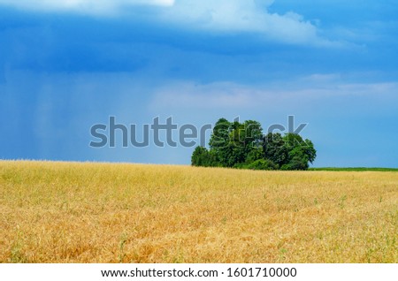 Small thicket of trees in middle of field against backdrop of thunderclouds.