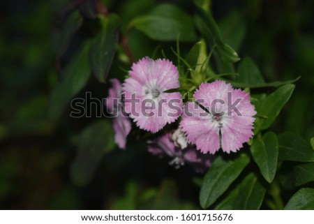 Sweet william (Dianthus barbatus) blooming with beautiful pale pink and white flowers