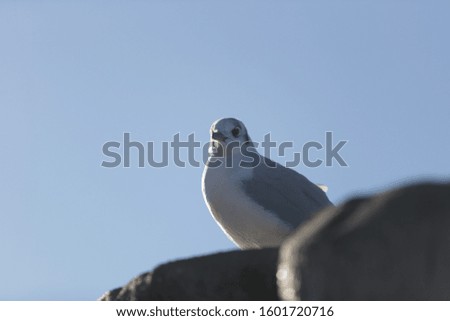 seagull and Laridae in the port of Lazise del Garda