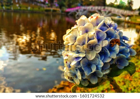 picture of hydrangea near a lake