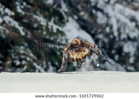 Close-up portrait of Golden Eagle flying in natural environtment, winter time, Aquila chrysaetos.
