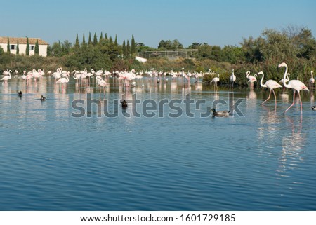 Greater Flamingos, nice pink big birds, dancing in the water, animals in the nature habitat, Camargue, France. Wildlife scene from nature.