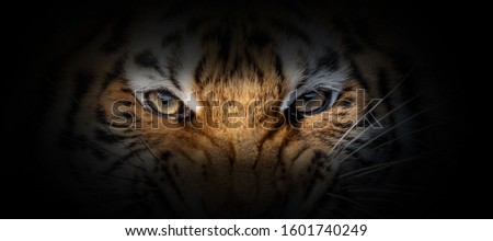 Tiger portrait on a black background. View from the darkness