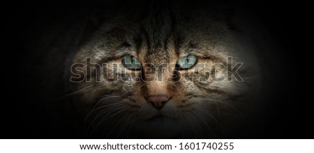 Wild cat portrait on a black background. View from the darkness
