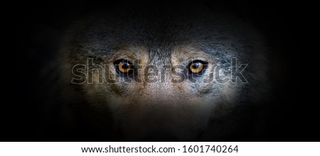 Wolf portrait on a black background. View from the darkness