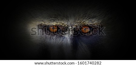 Monkey portrait on a black background. View from the darkness