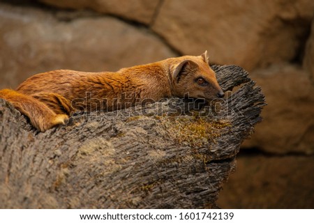 Mongoose  lying on a wooden stump. (Cynictis penicillata) 