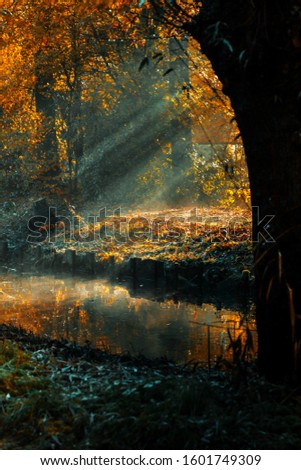 View of a forest in the morning in twilight with sun rays illuminating a small canal near Vondelpark, Amsterdam in the autumn foliage period.