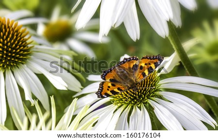 butterfly fly in morning nature