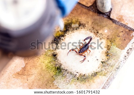 Scorpion amid rubble and trash, hidden. Poisonous animals in the big city. Sting hazard.
