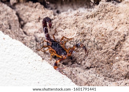 Scorpion on the wall, hidden. Tityus bahiensis, also known as black scorpion, is a species of scorpion from Brazil, has a very dark color and brown paws. Peigo concept, deadly and poisonous animal.