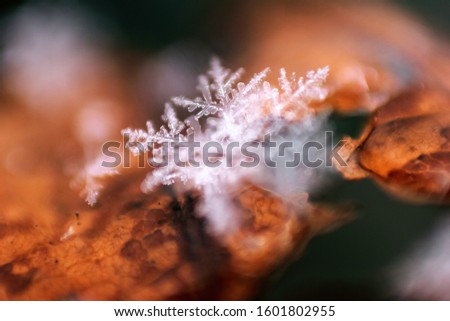 Blurred snowflake and dry brown leaf close up, macro photo. Beautiful winter nature picture. Moscow region, Russia
