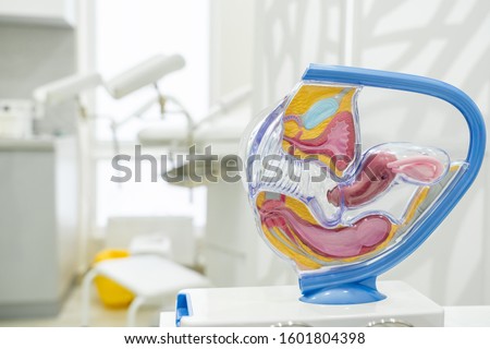 Anatomy of uterus, fallopian tubes and ovaries on anatomical model of female genital organ