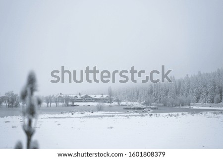 Snowy foggy cold winter scene