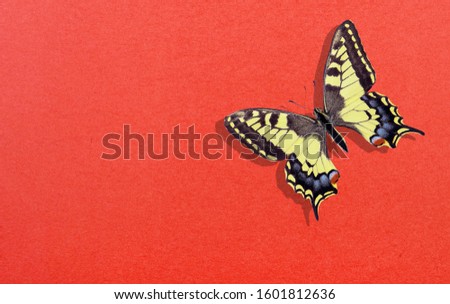 Bright swallowtail butterfly on a red background. Red cardboard. Red paper texture background. Copy spaces
