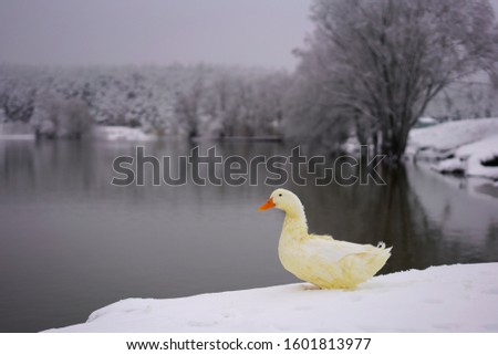 Yellow cute duck on the snow