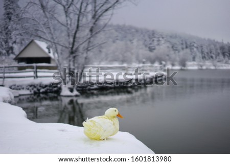 Yellow cute duck on the snow