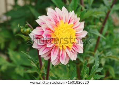 Colorful dahlia flower blooming in summer