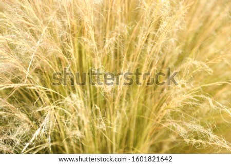 close-up image of densely grown reeds fluttering in the wind