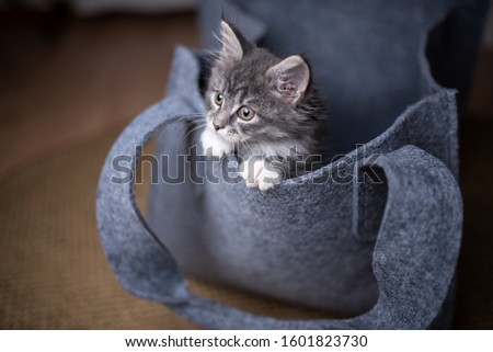 cute tiny blue tabby white maine coon kitten playing in gray felt bag looking curiously Royalty-Free Stock Photo #1601823730