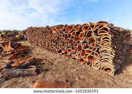 Harvested cork oak bark from the trunk of cork oak tree (Quercus suber) for industrial production of wine cork stopper in the Alentejo region, Portugal Royalty-Free Stock Photo #1601836591
