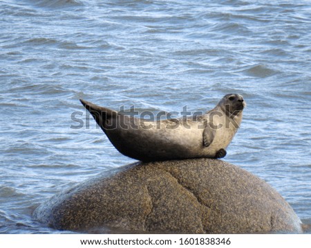 A seal on a rock in the middle of the water waving his tail