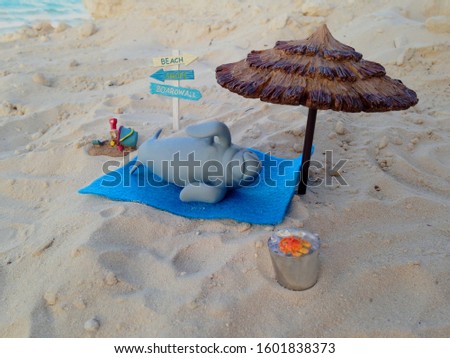 Manfred the manatee lying on the beach