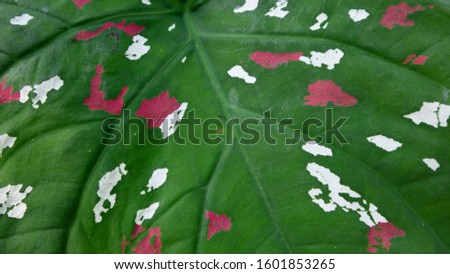 Caladium bi color, Queen of the Leafy Plants for decorating, family Araceae, elephant ear, Alocasia, Colocasi plant leaves