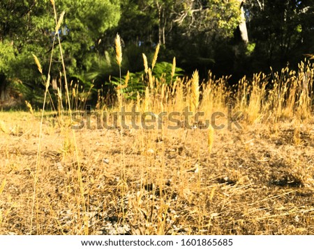 Native Australian wheat grass growing in a field with bushland background - Margaret River, WA, Australia