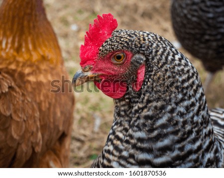 A close up of a Plymouth Rock Chicken head with a brood of hens in the background