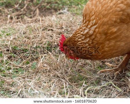 A close-up of Rhode Island Red Chicken hen foraging in green and brown grass