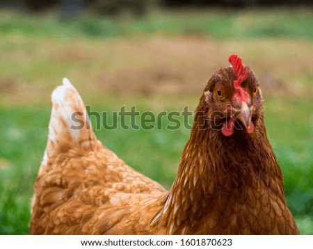 A close-up of Rhode Island Red Chicken hen with a green and brown grass background