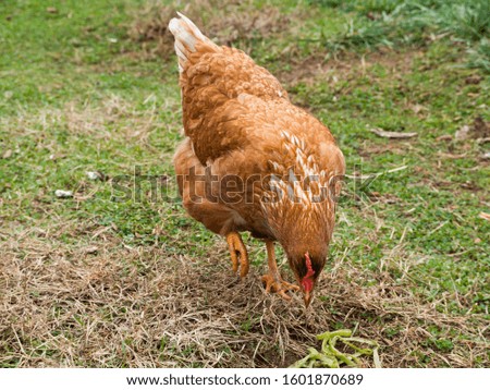 A Rhode Island Red Chicken hen foraging in green and brown grass