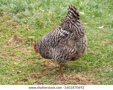 A Plymouth Rock Chicken hen foraging for food in green grass