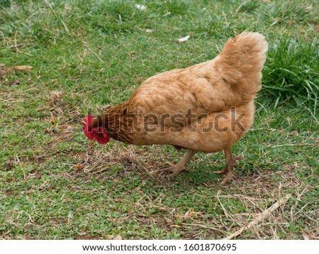 A close-up of Rhode Island Red Chicken hen foraging in green and brown grass