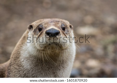 North American River Otter (Lontra canadensis) closeup looking straight