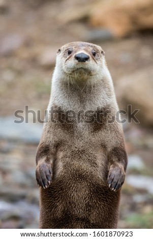 North American River Otter (Lontra canadensis) closeup looking straight, portrait